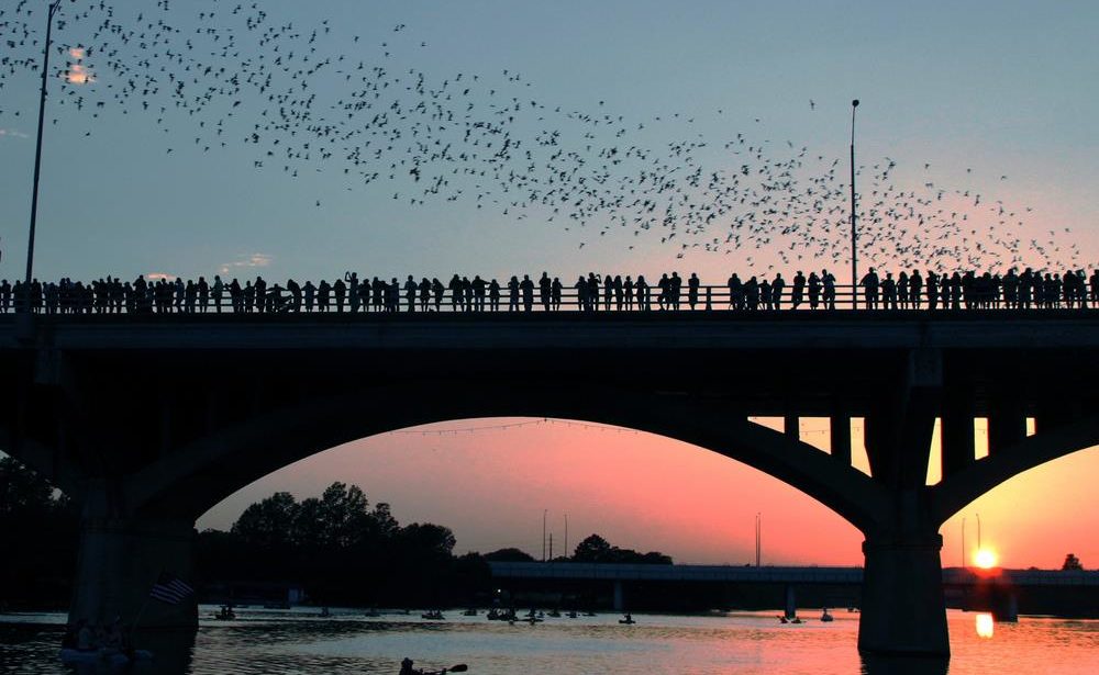 austin tx bat tours